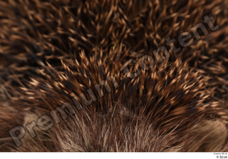 Hedgehog - Erinaceus europaeus  3 body whole body 0003.jpg